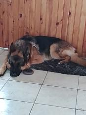 Donne Simba berger allemand mâle 5 ans - Pas de Calais