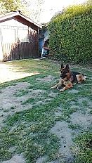 Donne Simba berger allemand mâle 5 ans - Pas de Calais - Photo 2
