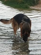 Donne Simba berger allemand mâle 5 ans - Pas de Calais - Photo 3