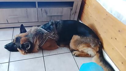 Donne Simba berger allemand mâle 5 ans - Pas de Calais - Photo 4
