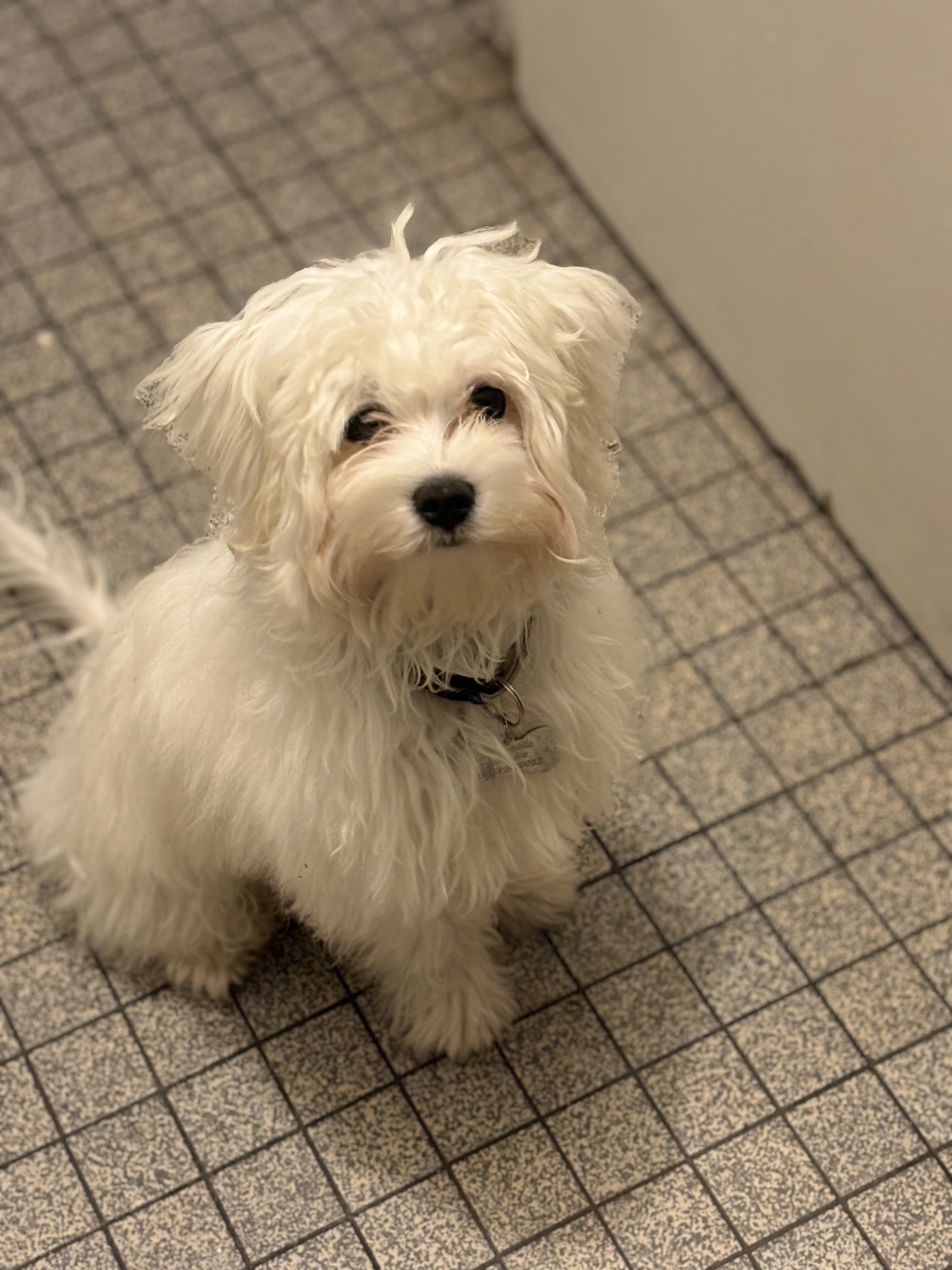 Donne bichon maltais mâle 2 ans - Yvelines