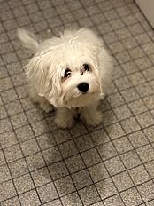 Donne bichon maltais mâle 2 ans - Yvelines - Photo 2