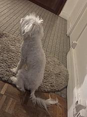 Donne bichon maltais mâle 2 ans - Yvelines - Photo 3