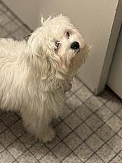 Donne bichon maltais mâle 2 ans - Yvelines - Photo 4