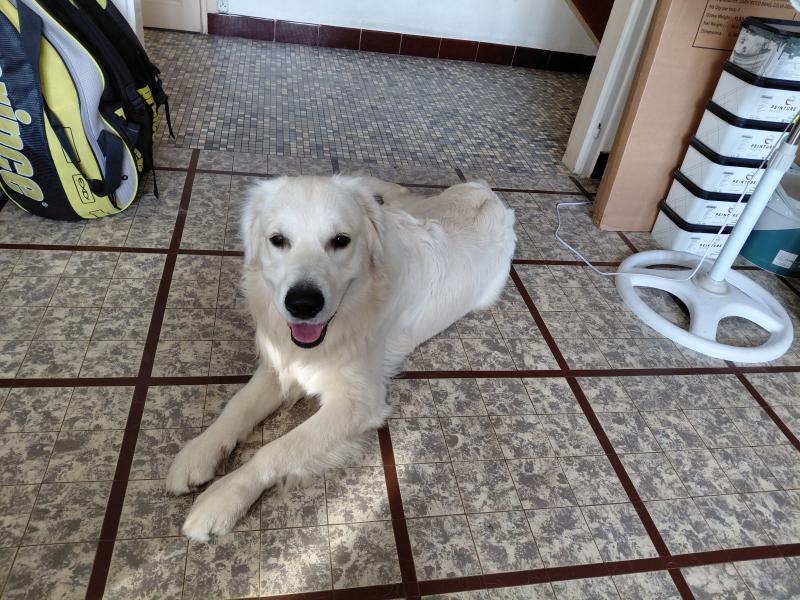 Donne Atome golden retriever mâle 1 an - Sarthe