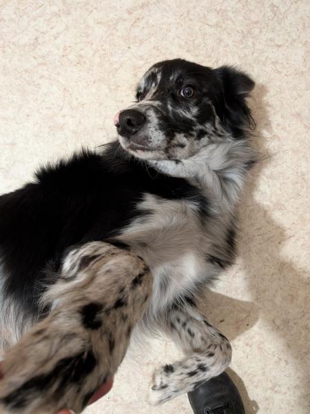 Donne Athy border collie mâle 1 an - Finistère