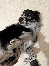 Donne Athy border collie mâle 1 an - Finistère