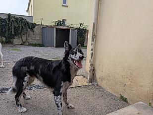 Donne Athy border collie mâle 1 an - Finistère - Photo 2