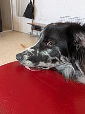 Donne Athy border collie mâle 1 an - Finistère - Photo 4