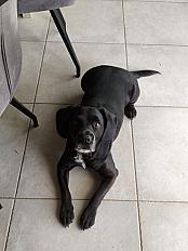 Donne Tommy labrador gabarit cocker mâle 9 ans - Indre
