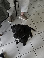 Donne Tommy labrador gabarit cocker mâle 9 ans - Indre - Photo 2