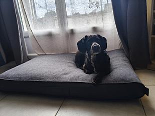 Donne Tommy labrador gabarit cocker mâle 9 ans - Indre - Photo 3