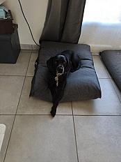 Donne Tommy labrador gabarit cocker mâle 9 ans - Indre - Photo 4