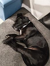 Donne Tommy labrador gabarit cocker mâle 9 ans - Indre - Photo 5
