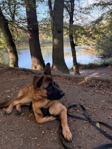 Donne Rico berger allemand LOF chiot 10 mois - Essonne
