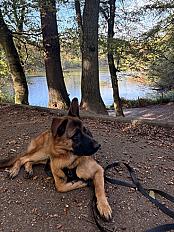 Donne Rico berger allemand LOF chiot 10 mois - Essonne
