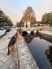 Donne Rico berger allemand LOF chiot 10 mois - Essonne - Photo 2