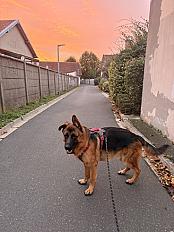 Donne Rico berger allemand LOF chiot 10 mois - Essonne - Photo 3
