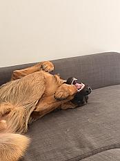 Donne Rico berger allemand LOF chiot 10 mois - Essonne - Photo 4
