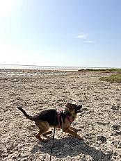 Donne Rico berger allemand LOF chiot 10 mois - Essonne - Photo 5