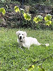 Donne golden retriever femelle 2 ans - Rhône - Photo 2