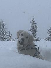 Donne golden retriever femelle 2 ans - Rhône - Photo 3