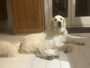 Donne golden retriever femelle 2 ans - Rhône