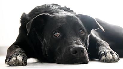 Donne Tokyo labrador X border collie mâle 4 ans - Meurthe et Moselle