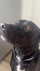 Donne Tokyo labrador X border collie mâle 4 ans - Meurthe et Moselle - Photo 2