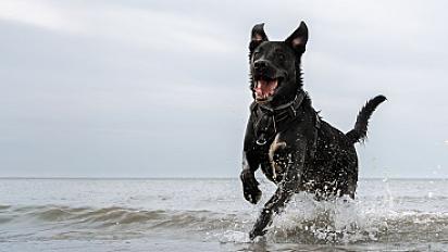 Donne Tokyo labrador X border collie mâle 4 ans - Meurthe et Moselle - Photo 3