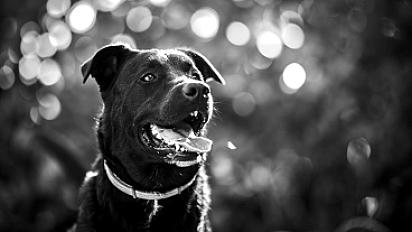Donne Tokyo labrador X border collie mâle 4 ans - Meurthe et Moselle - Photo 4