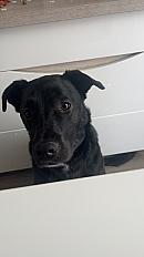 Donne Tokyo labrador X border collie mâle 4 ans - Meurthe et Moselle - Photo 5