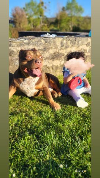 Donne American Bully mâle 7 ans - Yvelins