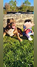 Donne American Bully mâle 7 ans - Yvelins - Photo 1