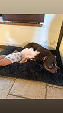 Donne American Bully mâle 7 ans - Yvelins - Photo 2