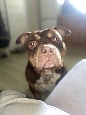 Donne American Bully mâle 7 ans - Yvelins - Photo 3
