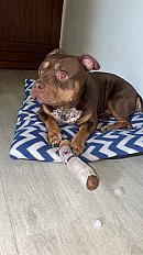 Donne American Bully mâle 7 ans - Yvelins - Photo 4