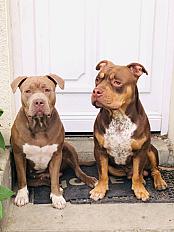 Donne American Bully mâle 7 ans - Yvelins - Photo 5