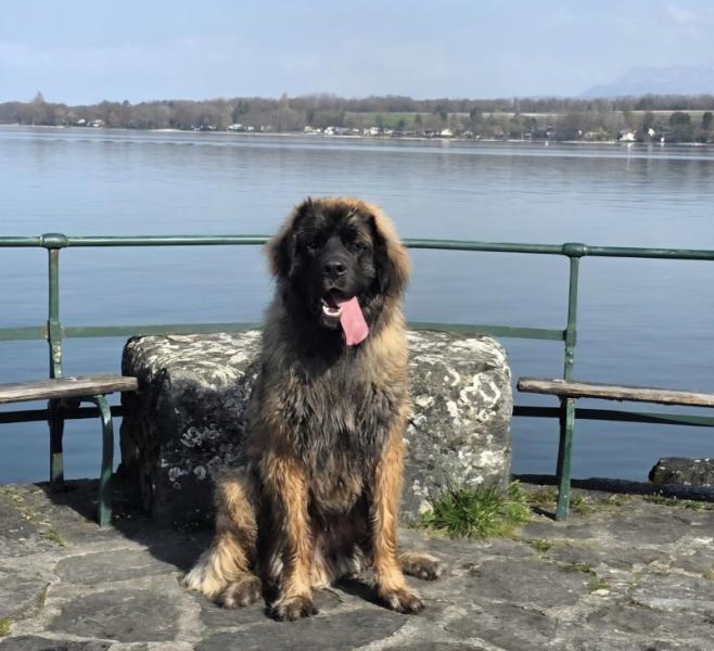 Donne Alzan leonberg mâle 19 mois - Haute Savoie