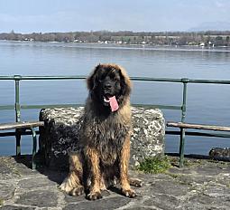 Donne Alzan leonberg mâle 19 mois - Haute Savoie