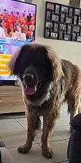 Donne Alzan leonberg mâle 19 mois - Haute Savoie - Photo 2
