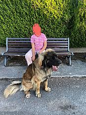 Donne Alzan leonberg mâle 19 mois - Haute Savoie - Photo 3