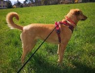 inbound8692050114130353042