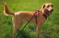 inbound8278894115901647038