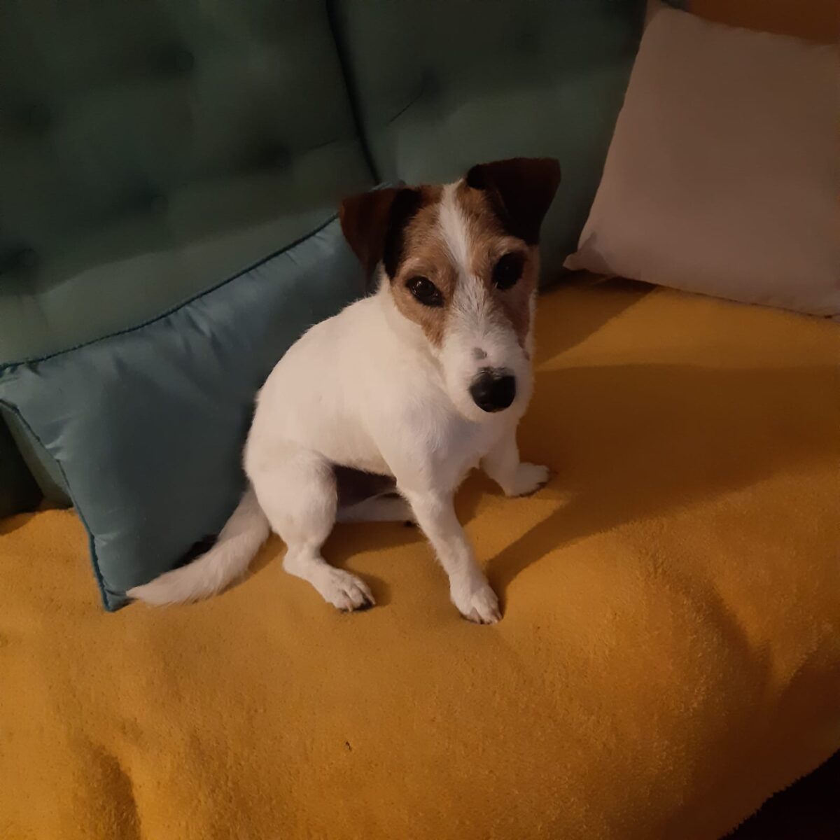 WhatsApp Image 2026-02-12 at 17.06.46